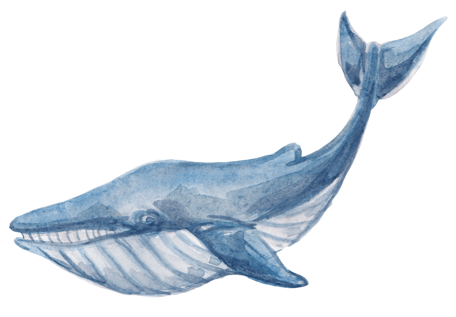 Watercolor illustration of a blue whale, marine life art, ocean creature painting.